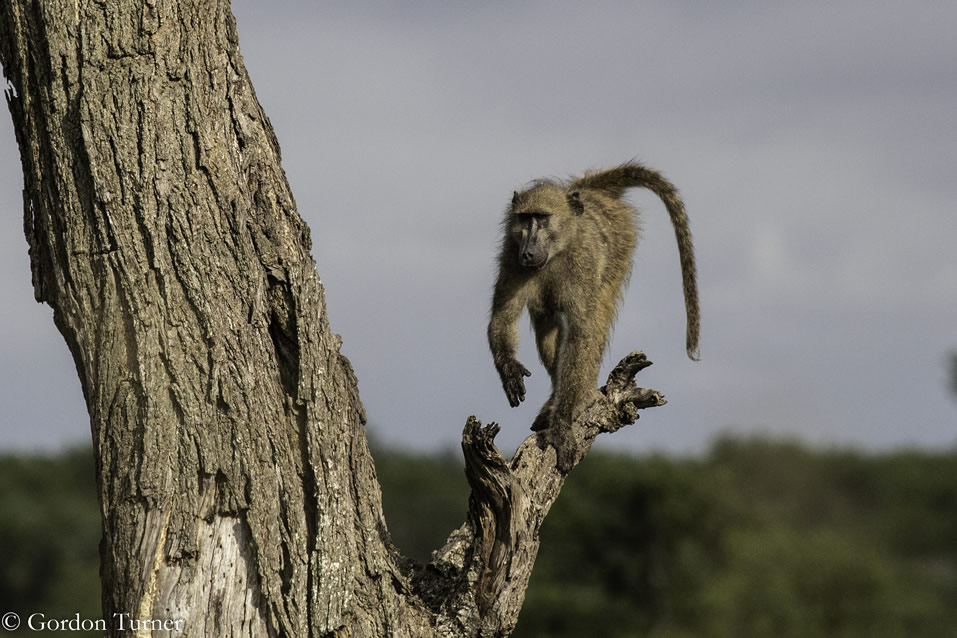 <h2>2020 South African Golf Cruise</h2>10 Nights | 4 Rounds | Cape Town – Cape Town | January 21 – 31